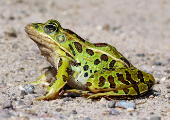 Protection des amphibiens : Devenez sentinelle !